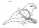 Fig. 17 - Bird harness and leash