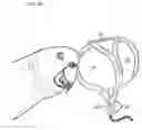 Fig. 19 - Bird harness and leash