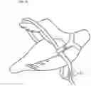 Fig. 21 - Bird harness and leash