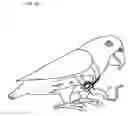 Fig. 22 - Bird harness and leash