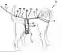 Fig. 01 - Animal restraining apparatus