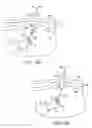 Fig. 22 - Transgastric abdominal access