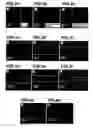 Fig. 03 - Patterned surfaces and polymeric microstructures within robust microfluidic channels