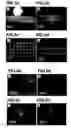 Fig. 04 - Patterned surfaces and polymeric microstructures within robust microfluidic channels