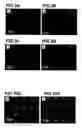 Fig. 07 - Patterned surfaces and polymeric microstructures within robust microfluidic channels