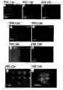 Fig. 08 - Patterned surfaces and polymeric microstructures within robust microfluidic channels