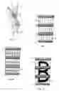 Fig. 04 - Holder for packaged products and method for holding together packaged products