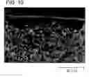 Fig. 09 - Method and apparatus for manufacturing zeolite membrane, and zeolite tubular separation membrane provided by the method