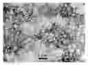 Fig. 01 - Flash welding of conducting polymer nanofibers