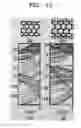 Fig. 11 - Semiconductor carbon nanotubes fabricated by hydrogen functionalization and method for fabricating the same