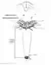 Fig. 01 - Speckle reduction optical mount device