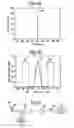 Fig. 05 - Data format for high bit rate WDM transmission