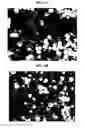 Fig. 06 - Processes for making dense, spherical active materials for lithium-ion cells