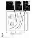 Fig. 05 - Process for producing silicon carbide ceramic micro tube with thin wall