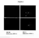 Fig. 02 - Antibodies with immune effector activity and that internalize in endosialin-positive cells