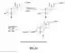 Fig. 07 - Gastrin releasing peptide compounds