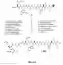Fig. 33 - Gastrin releasing peptide compounds