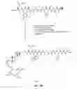 Fig. 12 - Gastrin releasing peptide compounds