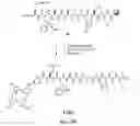 Fig. 56 - Gastrin releasing peptide compounds