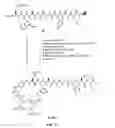 Fig. 58 - Gastrin releasing peptide compounds
