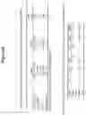 Fig. 31 - Transmucosal administration of meloxicam compositions for treating and preventing disorders in non-human domesticated animals