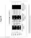 Fig. 37 - Transmucosal administration of meloxicam compositions for treating and preventing disorders in non-human domesticated animals