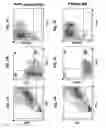 Fig. 02 - Rapid one-step generation of antigen loaded dendritic cell vaccine from precursors