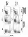 Fig. 04 - Rapid one-step generation of antigen loaded dendritic cell vaccine from precursors