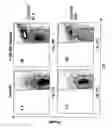 Fig. 16 - Rapid one-step generation of antigen loaded dendritic cell vaccine from precursors