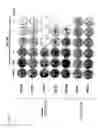 Fig. 06 - Oncolytic virus replicating selectively in tumor cells