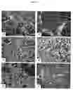 Fig. 04 - Compositions and methods of use of targeting peptides for diagnosis and therapy of human cancer