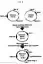 Fig. 12 - Compositions and methods of use of targeting peptides for diagnosis and therapy of human cancer