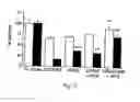 Fig. 04 - Herpesvirus amplicon particles