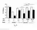 Fig. 05 - Herpesvirus amplicon particles