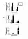 Fig. 09 - Herpesvirus amplicon particles