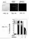 Fig. 06 - Methods for attenuating dengue virus infection