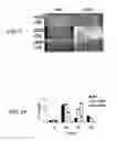 Fig. 11 - Methods for attenuating dengue virus infection