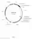 Fig. 02 - Adiponectin gene therapy