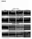 Fig. 13 - Enhancing cell migration by increasing telomerase activity