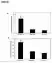 Fig. 17 - Enhancing cell migration by increasing telomerase activity