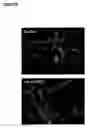 Fig. 19 - Enhancing cell migration by increasing telomerase activity