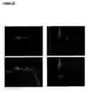Fig. 23 - Enhancing cell migration by increasing telomerase activity