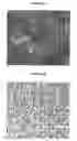 Fig. 05 - Cartilage-derived stem cells and applications thereof