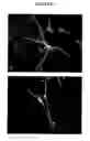 Fig. 07 - Cartilage-derived stem cells and applications thereof