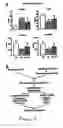 Fig. 05 - Methods and compositions for the repair and/or regeneration of damaged myocardium