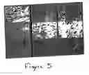 Fig. 06 - Methods and compositions for the repair and/or regeneration of damaged myocardium