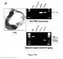 Fig. 110 - Methods and compositions for the repair and/or regeneration of damaged myocardium