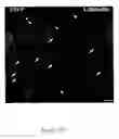 Fig. 133 - Methods and compositions for the repair and/or regeneration of damaged myocardium
