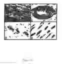 Fig. 28 - Methods and compositions for the repair and/or regeneration of damaged myocardium