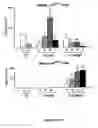 Fig. 35 - Methods and compositions for the repair and/or regeneration of damaged myocardium
